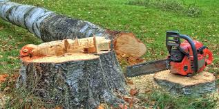 Best Emergency Tree Removal  in Hanover, IN