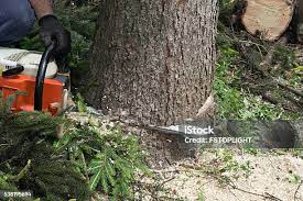 Best Seasonal Cleanup (Spring/Fall)  in Hanover, IN