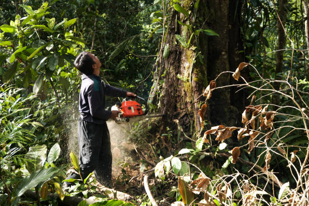 Best Tree and Shrub Care  in Hanover, IN