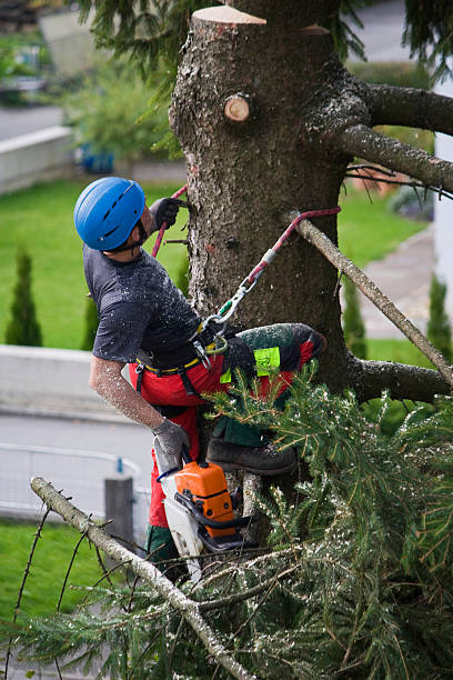 Best Tree Risk Assessment  in Hanover, IN