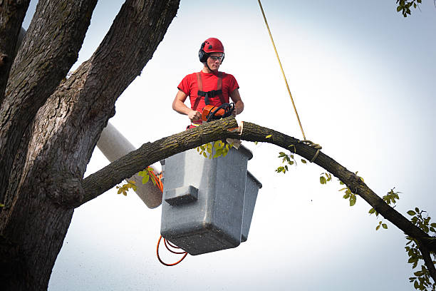 Best Tree Maintenance Programs  in Hanover, IN