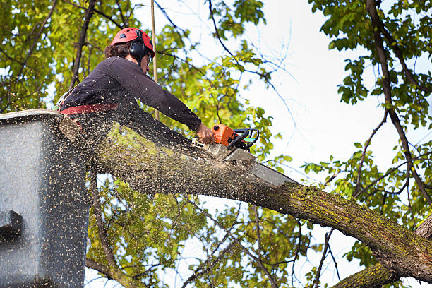 Best Pest Control for Lawns  in Hanover, IN